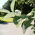 Sorbus aria - Whitebeam