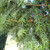 Taxus baccata - Yew