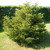 Taxus baccata - Yew