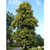 Tilia cordata - Small Leaved Lime