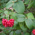 Viburnum lantana - Wayfaring