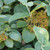Viburnum lantana - Wayfaring