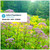 John Chambers Wildflowers