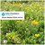John Chambers Wildflowers