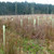 Tubex Tree Shelters