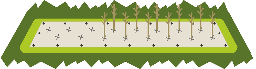 Planting your hedge