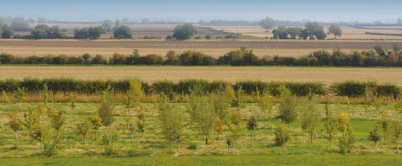 British Hardwood Tree Nursery