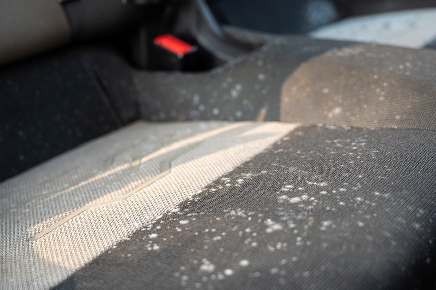 Is Mold In a Car Dangerous?