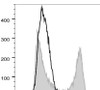 PE/Cyanine7 Anti-Mouse CD22 Antibody [Cy34.1] (AGEL0724)