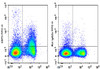 FITC Anti-Mouse CD73 Antibody [TY/23] (AGEL1139)