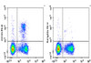 PE Anti-Mouse CD103 Antibody [M290] (AGEL1154)