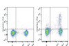 PE Anti-Mouse CD25 Antibody [PC-61.5.3] (AGEL1298)