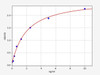 Human CCBL1/Kynurenine-oxoglutarate transaminase 1 ELISA Kit (HUFI00600)