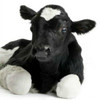 Bovine Vitamin K epoxide reductase complex subunit 1 (VKORC1) ELISA Kit (BOEB0232)