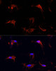 Cell Biology Antibodies 7 Anti-FBN1 Antibody CAB16677