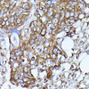 Cell Cycle Antibodies 1 Anti-N-WASP Antibody CAB2576