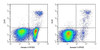 Annexin V-AF488/DAPI Apoptosis Kit (AKES065)