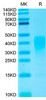 Biotinylated Recombinant Human IL-13 Protein (RPCB0034)