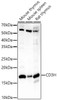 CD3H Rabbit Monoclonal Antibody