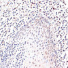 Anti-c-Jun Antibody (CAB11378)