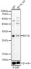 Anti-Bcl-XL Polyclonal Antibody -Knockout Validated (CAB22241)