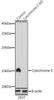 Anti-Cytochrome C Monoclonal Antibody -Knockout Validated (CAB4912)