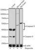 Anti-Caspase-9 Antibody -Knockout Validated (CAB0281)