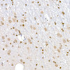 Anti-PLK1 [ARC52311] Monoclonal Antibody (CAB21082)