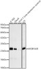 Anti-MOB1A/B [ARC62859] Monoclonal Antibody (CAB23963)