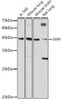 Anti-SHH Antibody (CAB18863)