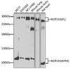 Anti-NOTCH3 Antibody (CAB13522)
