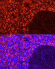 Anti-CD163 [ARC58325] Monoclonal Antibody (CAB22619)