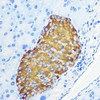 Anti-Synaptophysin Antibody (CAB6344)
