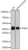 Anti-Olig2 [ARC1032] Monoclonal Antibody (CAB4555)
