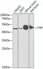 Anti-CNPase Antibody (CAB1018)