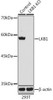 Anti-LKB1 Antibody -Knockout Validated (CAB2122)