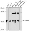 Anti-TOM20 Antibody (CAB16896)