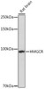 Anti-HMGCR Antibody (CAB1633)