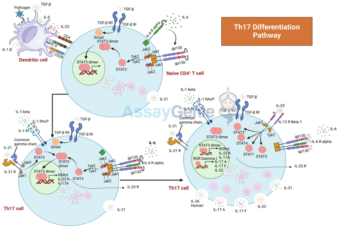 Th17 세포 분화: 면역학적 역학에 대한 통찰