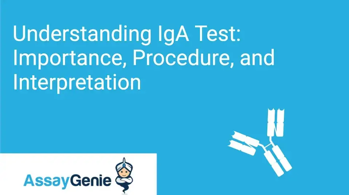 IgA 테스트 이해: 중요성, 절차 및 해석