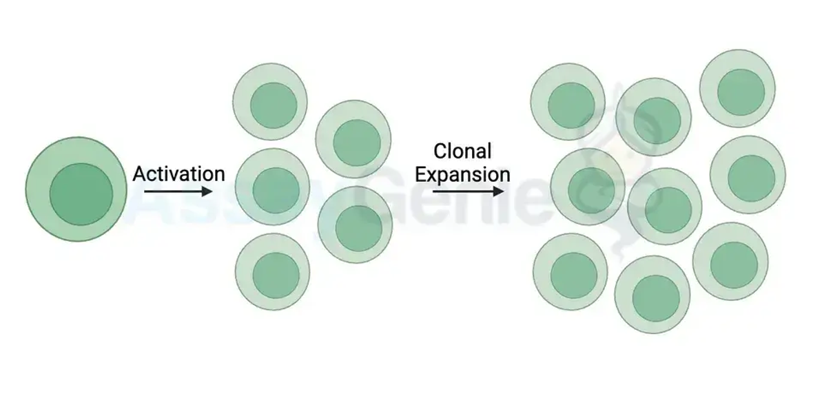 면역치료의 최전선 탐구: T 세포 확장
