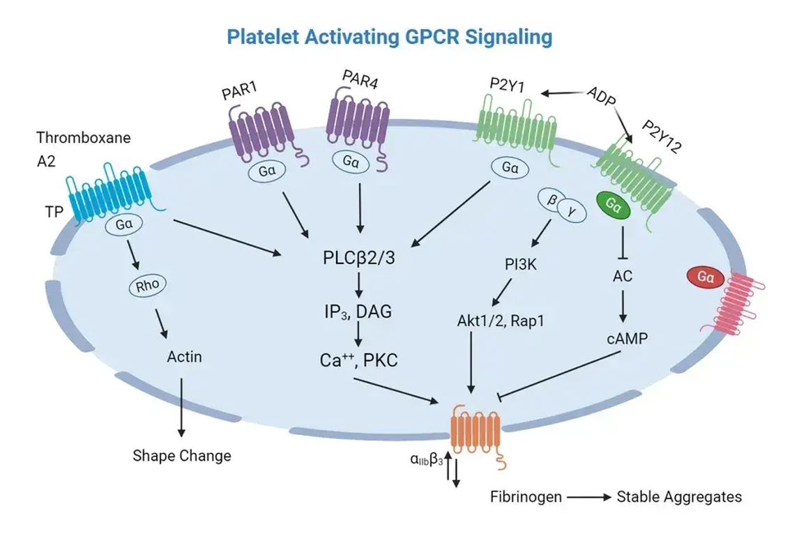 혈소판 활성화 GPCR 신호 전달의 미스터리 풀기