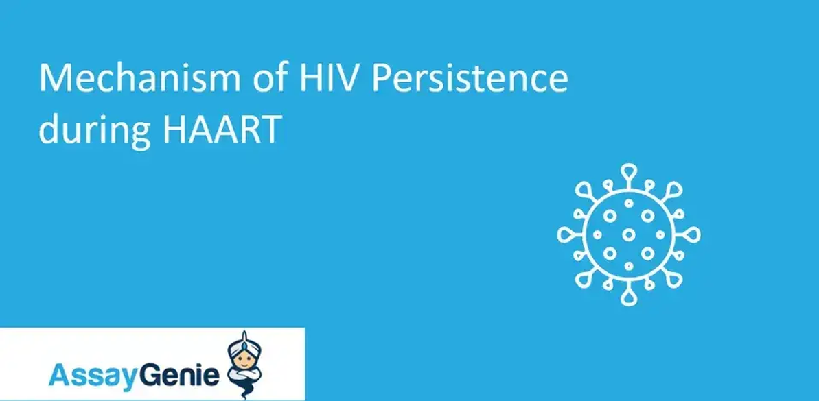 HAART 동안 HIV 지속 메커니즘