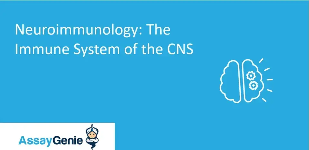 신경면역학: CNS의 면역체계