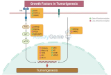 성장 인자는 종양 형성을 촉진하기 위해 협력할 수 있습니다.