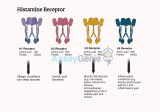 히스타민 수용체: 면역학적 및 신경학적 반응의 문지기