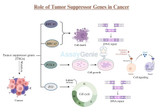 암에서 종양 억제 유전자의 역할: 크누드슨 가설 및 종양 유전자
