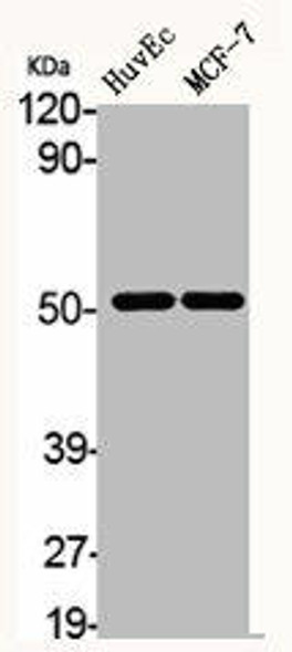 CHRNA10 Antibody (PACO06223)