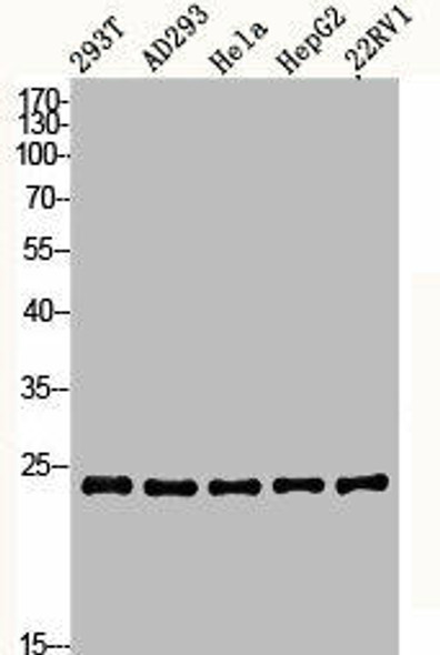 BCAP31 Antibody (PACO06277)