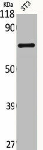 SLC28A2 Antibody (PACO06365)